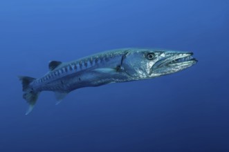 Underwater photo close-up of Great barracuda (Sphyraena barracuda) stands floating directly in