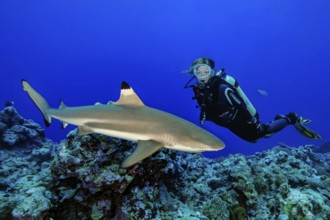 Underwater photo Diver is frightened and looks at blacktip reef shark (Carcharhinus melanopterus)