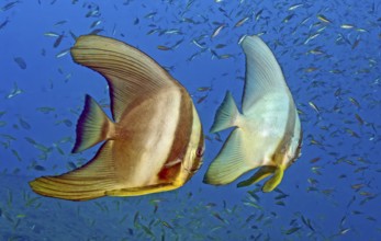 Underwater photo Pair of semi-adult round-headed batfish (Platax orbicularis) behind a school of