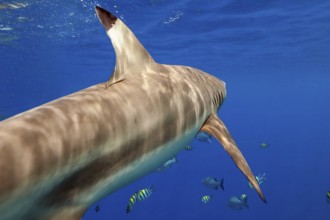 Underwater photo from diver POV Blacktip reef shark (Carcharhinus melanopterus) Blacktip reef shark