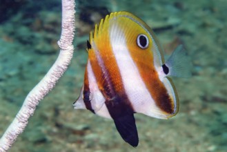 Underwater photo of Juvenile form juvenile highfin coradion (Coradion altivelis) from family