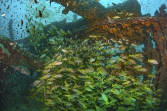 Underwater photo of school of common snapper (Lutjanis lutjanus) on Boonsung wreck of sunken former