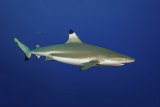Underwater photo of large blacktip reef shark (Carcharhinus melanopterus) Blacktip reef shark