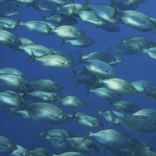 Underwater photo of shoal of gilthead sea bream (Sarpa salpa) food fish, Mediterranean Sea