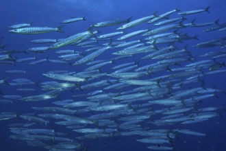 Underwater photo of school of Bigeye Barracuda (Sphyraena forsteri) Bigeye Barracuda swimming