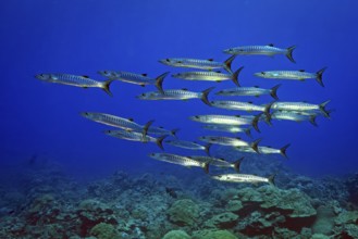 Underwater photo of group school of Blackfin Barracudas (Sphyraena qenie) Darkfin Barracudas