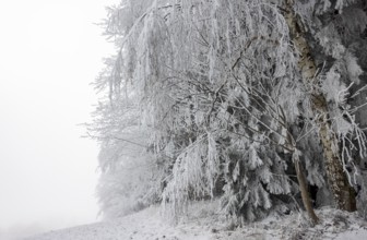 Winter landscape, forest covered with hoarfrost, Mondseeland, Salzkammergut, Upper Austria, Austria