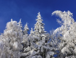 Winter landscape, winter forest with blue sky, trees covered with hoarfrost, Mondseeland,