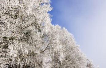 Winter forest, branches of a deciduous tree covered with hoarfrost, Mondseeland, Salzkammergut,