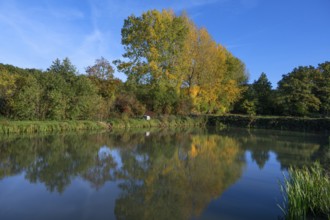 Autumnal poplars (Populus) in front of a carp pond, Beerbach, Middle Franconia, Bavaria, Germany