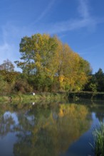 Autumnal poplars (Populus) in front of a carp pond, Beerbach, Middle Franconia, Bavaria, Germany