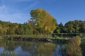 Autumnal poplars (Populus) in front of carp ponds, Beerbach, Middle Franconia, Bavaria, Germany