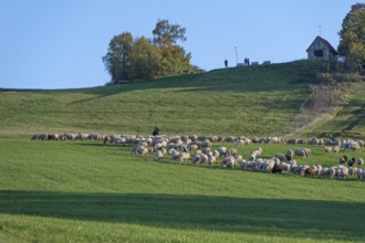 Shepherd tending his flock of sheep (Ovis gmelini aries) in a meadow, Tauchersreuth, Middle
