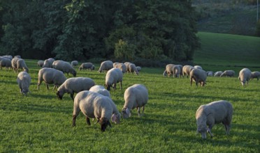 Flock of sheep (Ovis gmelini aries) grazing in a meadow, Beerbach, Middle Franconia, Bavaria,
