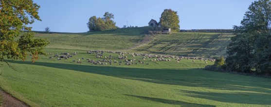 Flock of sheep (Ovis gmelini aries) grazing in a meadow, Tauchersreuth, Middle Franconia, Bavaria,
