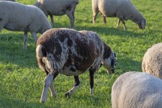 Sheep (Ovis gmelini aries) grazing in a meadow, Tauchersreuth, Middle Franconia, Bavaria, Germany