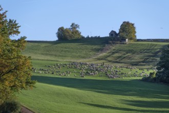 Shepherd with his sheep (Ovis gmelini aries) on the pasture, Tauchersreuth, Middle Franconia,