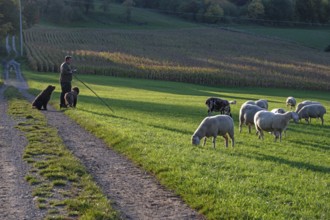 Shepherd with his dogs herding his flock of sheep (Ovis gmelini aries) in a meadow, Tauchersreuth,