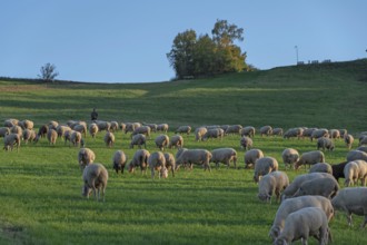 Shepherd tending his flock of sheep (Ovis gmelini aries) in a meadow, Tauchersreuth, Middle