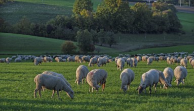 Flock of sheep (Ovis gmelini aries) grazing in a meadow in the evening light, Beerbach, Middle