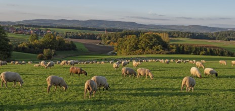 Flock of sheep (Ovis gmelini aries) grazing in a meadow in the evening light, Franconian