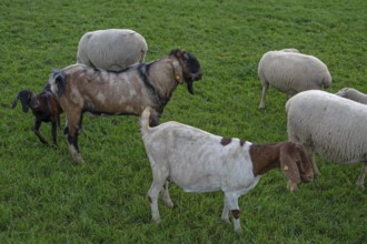 Goats in a flock of sheep in a meadow, Beerbach, Middle Franconia, Bavaria, Germany
