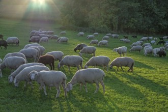 Flock of sheep (Ovis gmelini aries) grazing in a meadow in the evening sunlight, Beerbach, Middle