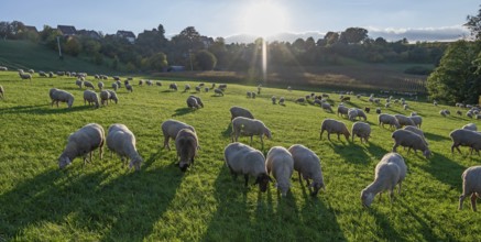 Flock of sheep (Ovis gmelini aries) grazing in a meadow, backlit, Tauchersreuth, Middle Franconia,