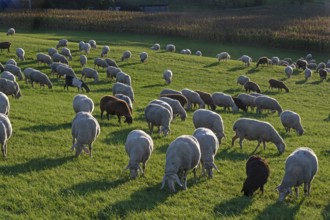 Flock of sheep (Ovis gmelini aries) grazing in a meadow in the evening light, Tauchersreuth, Middle