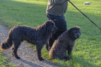 Shepherd with his two herding dogs, Franconia, Bavaria, Germany