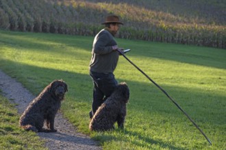 Shepherd with two German Shepherd Dogs herding his flock of sheep (Ovis gmelini aries) in a meadow,