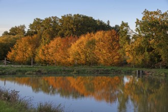 Autumn trees are reflected in a cape pond, Beerbach, Middle Franconia, Bavaria, Germany