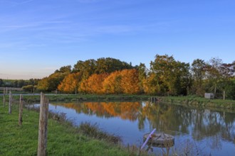 Autumn trees, a carp pond in front, Beerbach, Middle Franconia, Bavaria, Germany