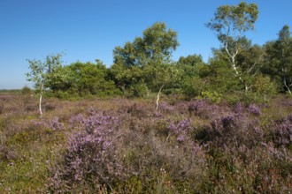 Blühende Heide im Moor, Rehdener Geestmoor, Rehden, Lower Saxony, Germany