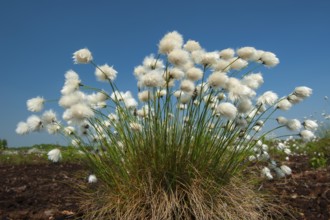 Cottongrass, sheath cottongrass (Eriophorum vaginatum) in Goldenstedt Moor, Goldenstedt, Lower