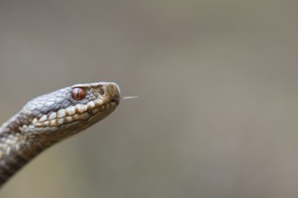 Adder (Vipera berus) in the moor, Goldenstedter Moor, Goldenstedt, Lower Saxony, Germany