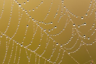 Dew drops in a spider web, Goldenstedt, Lower Saxony, Germany