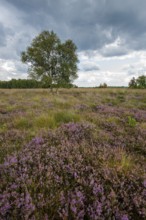 Blühende Heide im Moor, Rehdener Geestmoor, Rehden, Lower Saxony, Germany