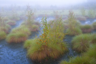 Fog in the moor with bulten, mystique, creepy, Goldenstedter Moor, Goldenstedt, Lower Saxony,