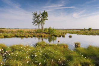 Birch trees in the expanse of the Goldenstedt moor with cotton grass in spring, Goldenstedt, Lower