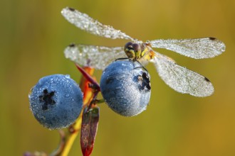 Black Darter (Sympetrum danae) on a blueberry, Goldenstedter Moor, Goldenstedt, Lower Saxony,