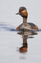 Black-necked Grebe (Podiceps nigricollis) in its plumage, Goldenstedter Moor, Goldenstedt, Lower