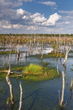 Torfmoos in the rewetted Rehdener Geestmoor, Rehdener Geestmoor, Diepholzer Moor lowlands, Rehden,