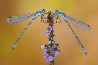 Emerald Damselfly (Lestes sponsa) on flowering heather in the Goldenstedt moor, Goldenstedt, Lower