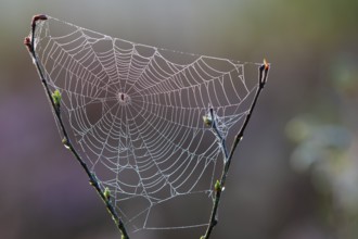 Spider web in Goldenstedter Moor, Goldenstedt, Lower Saxony, Germany