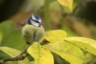 Blue tit (Cyanistes caeruleus) adult garden bird on a magnolia tree with autumn colour leaves,