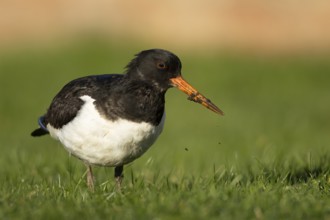 Eurasian oystercatcher (Haematopus ostralegus) adult wader bird on grassland, England, United