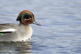 Common teal duck (Anas crecca) adult male bird on the water surface of a lake, England, United