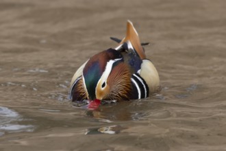 Mandarin duck (Aix galericulata) adult male bird on the water surface of a lake, England, United