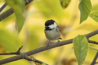 Coal tit (Periparus ater) adult garden bird on a magnolia tree with autumn colour leaves, England,